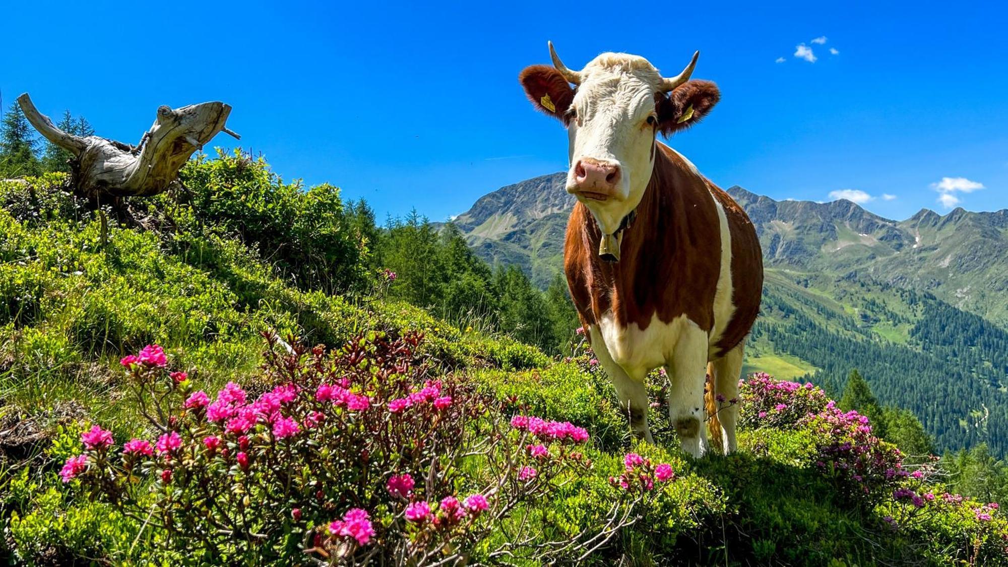 Die Natur Residenz Innervillgraten Bagian luar foto