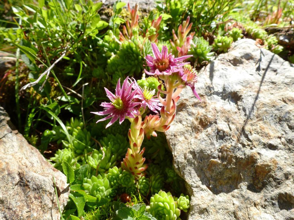 Die Natur Residenz Innervillgraten Bagian luar foto